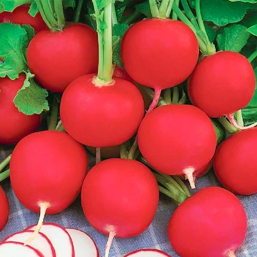 Редис Кармен Vinel seeds рисунок 1 артикул 95735