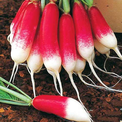 Редис Ківі, насіння зображення 1 артикул 65351