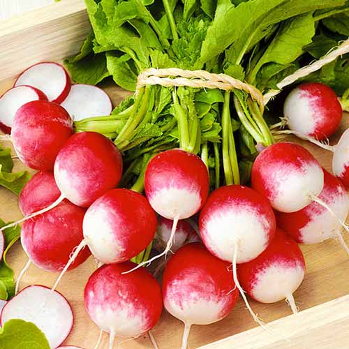 Редис Червоний з білим кінчиком Seedera зображення 1 артикул 65598