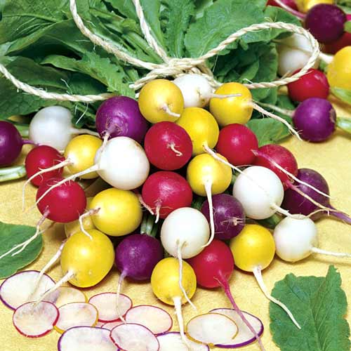 Редис обыкновенный, семена артикул фото 1 Редис обыкновенный, семена рисунок 1 артикул 65440