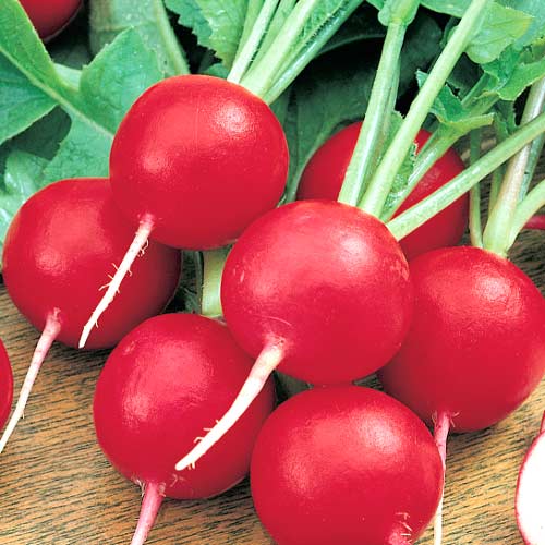 Редис Рубін Seedera зображення 1 артикул 66505