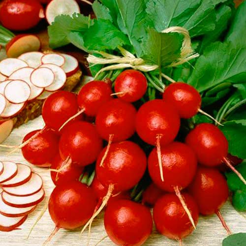 Редис Сакса, насіння зображення 1 артикул 65479