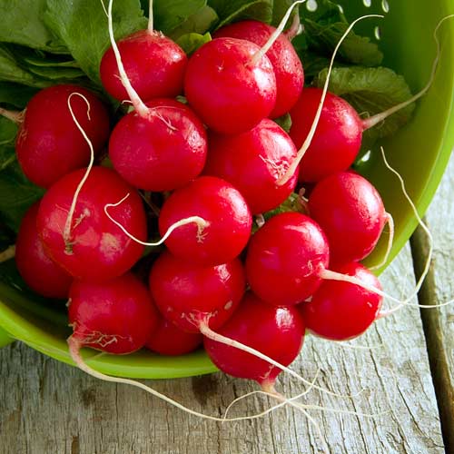 Редис Сакса, насіння зображення 2 артикул 65479