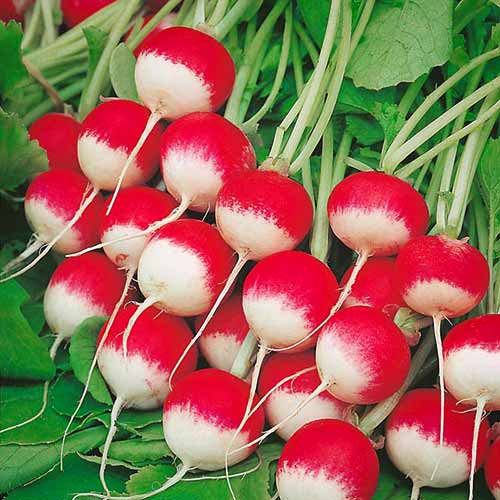 Редиc Спарклер зображення 1 артикул 65480