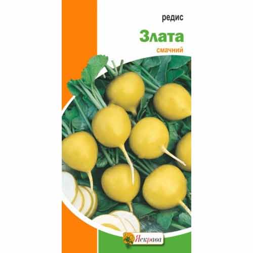 Редис Злата Яскрава артикул фото 1 Редис Злата Яскрава рисунок 1 артикул 99981