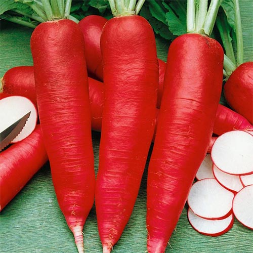 Редька Карміна Vinel seeds зображення 1 артикул 95742