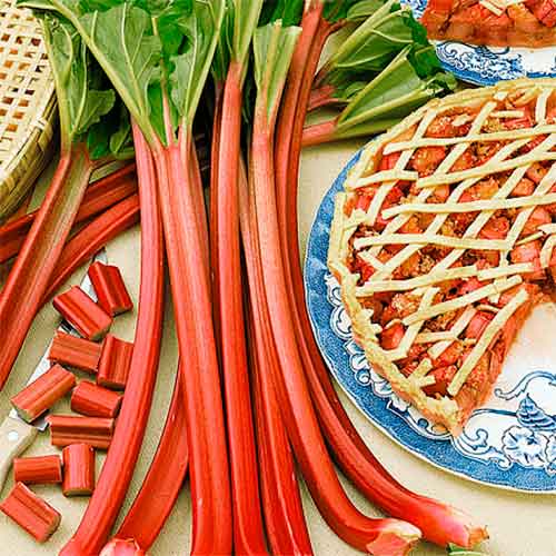 Ревінь Лідер, насіння артикул фото 1 Ревінь Лідер, насіння зображення 1 артикул 66538