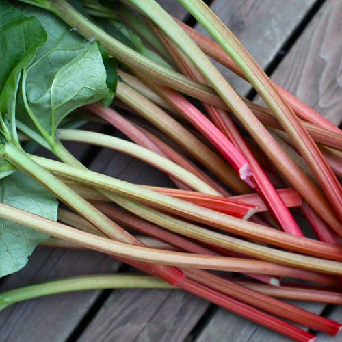 Ревінь Вікторія, насіння артикул фото 2 Ревінь Вікторія, насіння зображення 2 артикул 65496