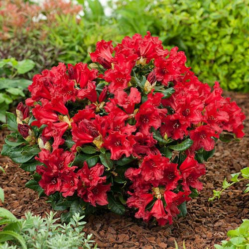 Рододендрон Doloroso зображення 1 артикул 1578