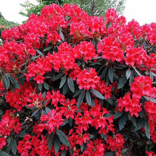 Рододендрон Дотелла, саджанці зображення 1 артикул 4792