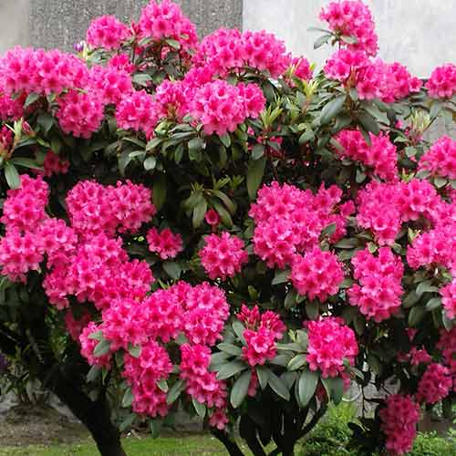 Рододендрон Ерапшн зображення 1 артикул 4794