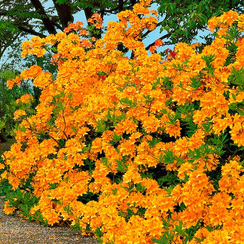 Рододендрон Голд, саженцы рисунок 2 артикул 2546