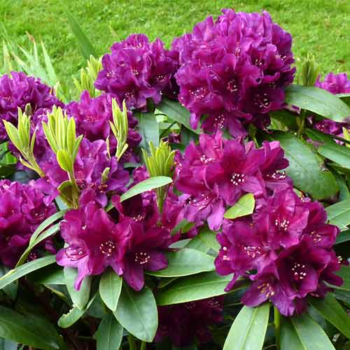 Рододендрон Калі зображення 1 артикул 4795