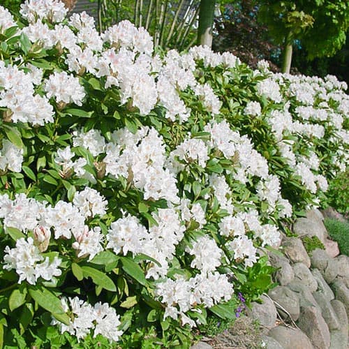 Рододендрон Каннингемс Вайт артикул фото 1 Рододендрон Каннингемс Вайт рисунок 1 артикул 9088