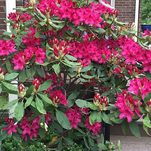 Рододендрон Нова Зембла зображення 1 артикул 4796