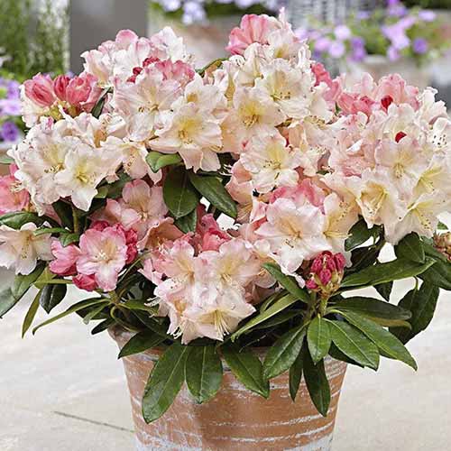 Рододендрон Перси Вайсман рисунок 1 артикул 4793