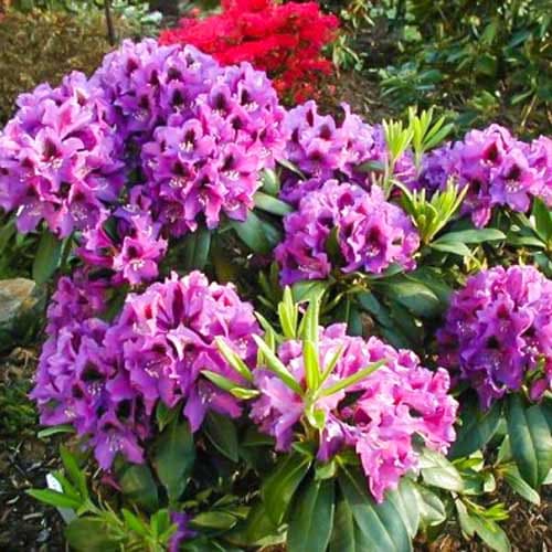 Рододендрон Распутін артикул фото 1 Рододендрон Распутін зображення 1 артикул 2346