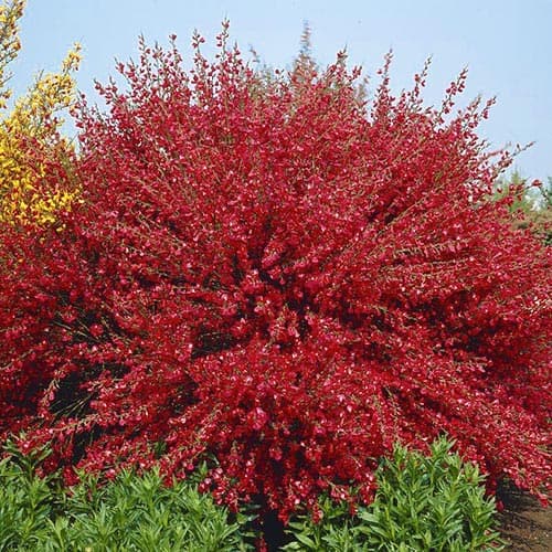 Ракитник Боскоп Руби артикул фото 1 Ракитник Боскоп Руби рисунок 1 артикул 76689