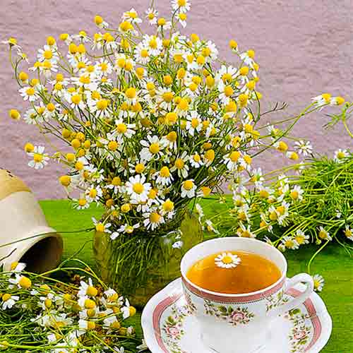 Ромашка аптечная Айболит, семена рисунок 1 артикул 66539