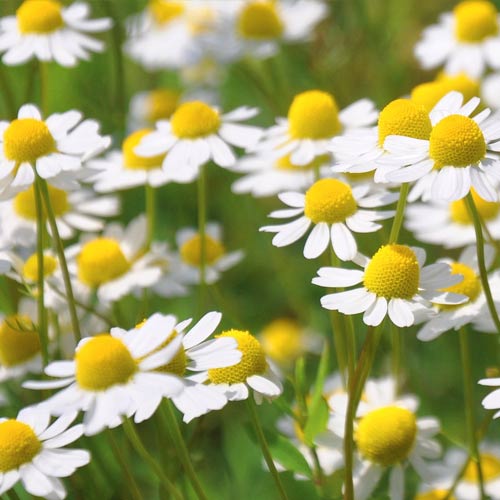 Ромашка лікарська Seedera зображення 1 артикул 65653