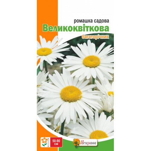 Ромашка садовая крупноцветковый белая Яскрава артикул фото 1 Ромашка садовая крупноцветковый белая Яскрава рисунок 1 артикул 85614