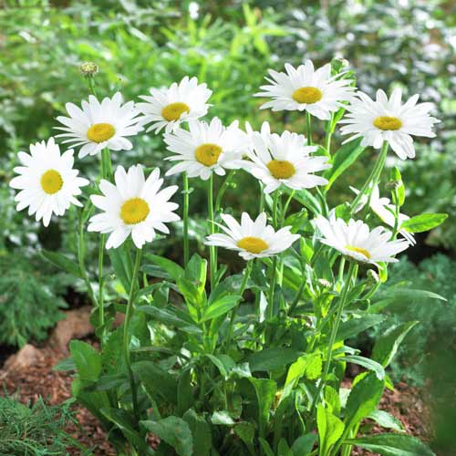 Ромашка Дварф Сноу Леді зображення 1 артикул 68756