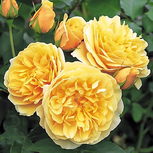 Троянда англійська Грехам Томас (Graham Thomas) зображення 1 артикул 2214