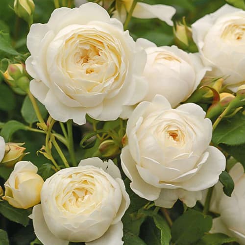 Троянда англійська Клер Остін (Claire Austin) зображення 1 артикул 2216