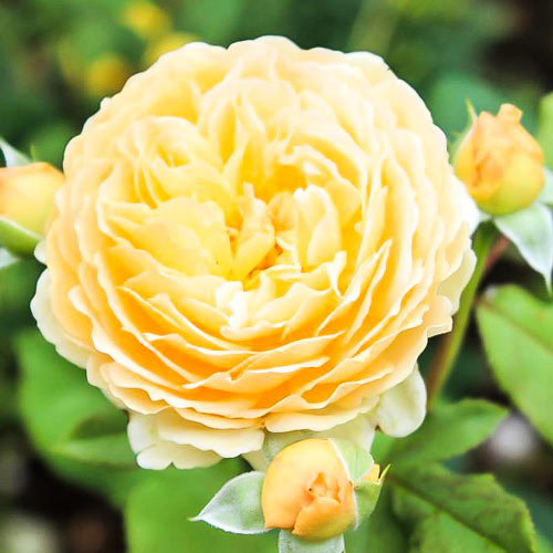 Роза английская Корона Принцессы Маргарет рисунок 2 артикул 2217