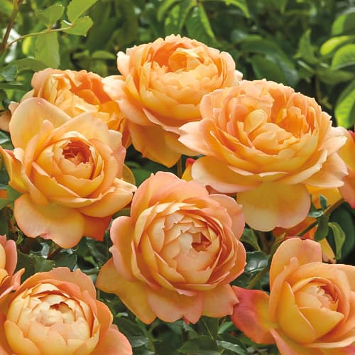 Троянда англійська Леді оф Шалот (Lady of Shalott) зображення 1 артикул 2220