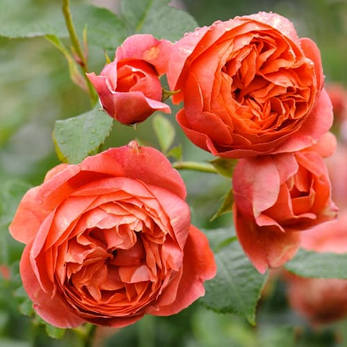 Троянда англійська Саммер Сонг (Summer Song) зображення 1 артикул 2226