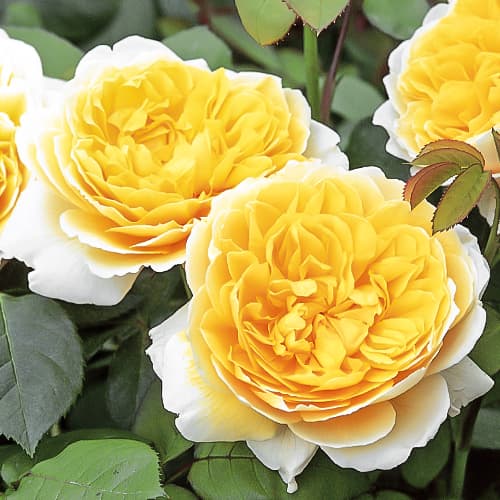 Роза английская Шарлотта (Charlotte) рисунок 1 артикул 2228