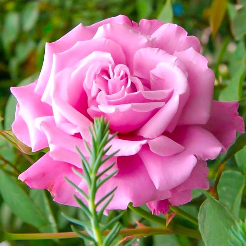 Роза чайно-гибридная Аметист рисунок 1 артикул 2102