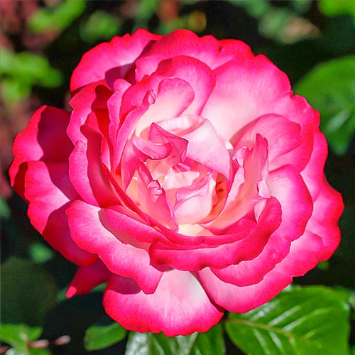 Троянда чайно-гібридна Атлас зображення 1 артикул 2103