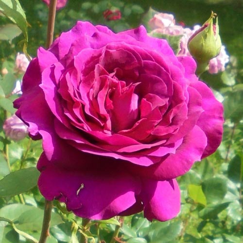 Троянда чайно-гібридна Біг Перпл (Big Purple) зображення 1 артикул 2105