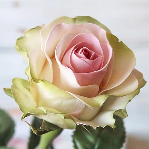 Роза чайно-гибридная Дансинг Квин (Dancing Queen) артикул фото 1 Роза чайно-гибридная Дансинг Квин (Dancing Queen) рисунок 1 артикул 2116