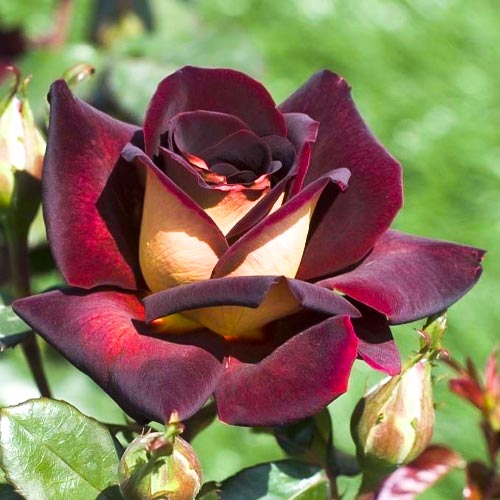 Троянда чайно-гібридна Едді Мітчел (Eddy Mitchell) зображення 1 артикул 2143