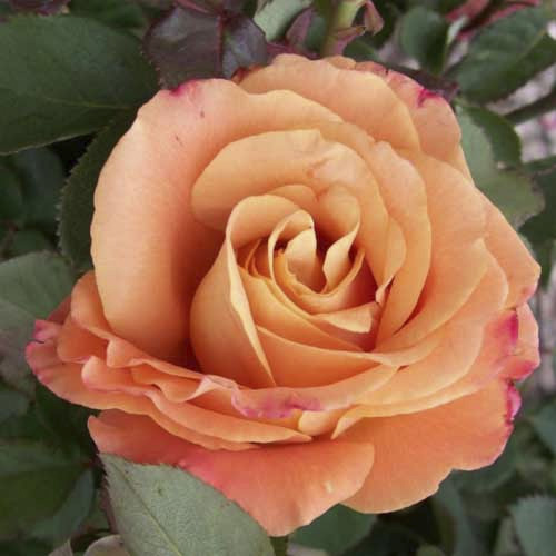 Роза чайно-гибридная Экзотика (Exotika) рисунок 1 артикул 2144