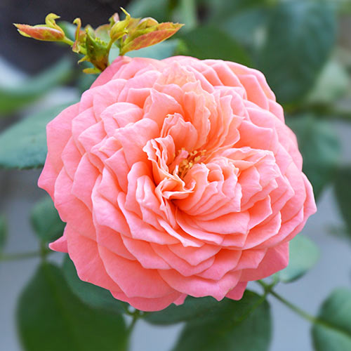 Роза чайно-гибридная Фламинго (Flamingo) рисунок 1 артикул 2139