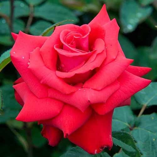 Роза чайно-гибридная Гранд Аморе рисунок 1 артикул 3505