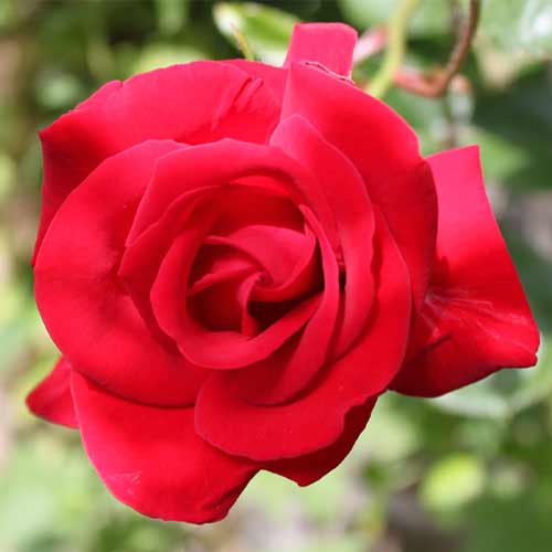 Роза чайно-гибридная Гранд Шато рисунок 1 артикул 3506