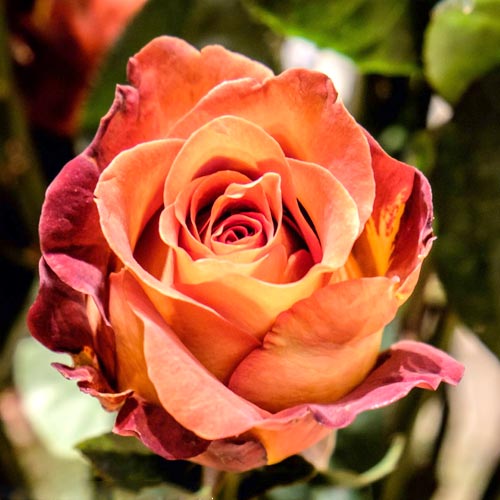 Роза чайно-гибридная Кофе Брейк (Coffee Break) рисунок 1 артикул 2122