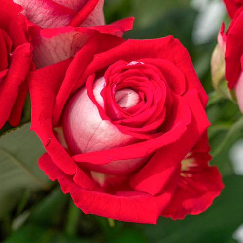 Роза чайно-гибридная Люксор (Luxor) рисунок 1 артикул 3511