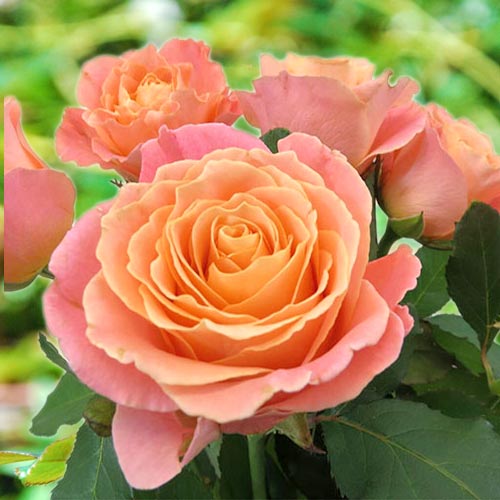 Троянда чайно-гібридна Місс Піггі (Miss Piggy) зображення 1 артикул 3512