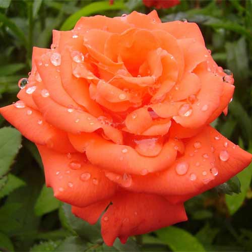 Роза чайно-гибридная Моника рисунок 1 артикул 2126