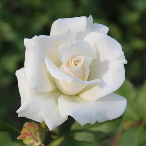 Роза чайно-гибридная Паскали рисунок 1 артикул 2130