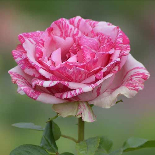 Роза чайно-гибридная Пинк Интуишн рисунок 1 артикул 2131