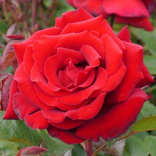 Роза чайно-гибридная Ред Берлин рисунок 1 артикул 2133