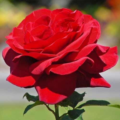 Роза чайно-гибридная Роял Вильямс рисунок 1 артикул 2136