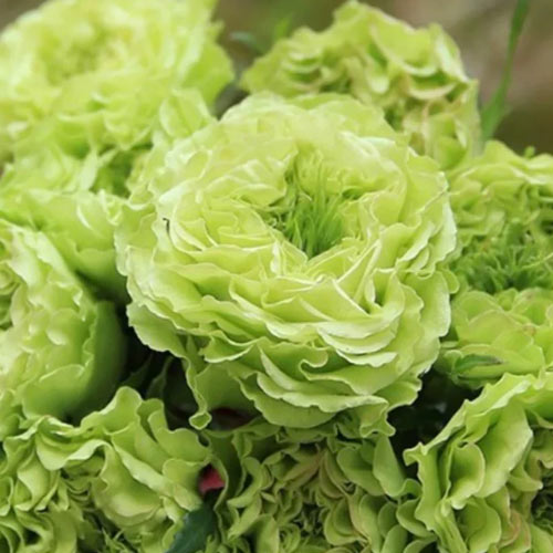 Троянда чайно-гібридна Супер Грін (Super Green) артикул фото 1 Троянда чайно-гібридна Супер Грін (Super Green) зображення 1 артикул 2138